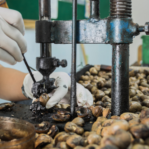 Cashew processing